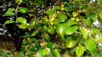 Tanaman Ini Ditakuti Setan dan Jin, Sekaligus Tangkal Santet Juga Sihir