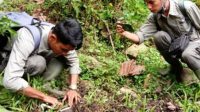2 Ekor Kerbau Milik Warga Agam Diterkam Harimau Sumatera