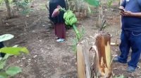 Unik, Batang Pisang Berbuah Setelah Ditebang di Lubuk Basung Agam