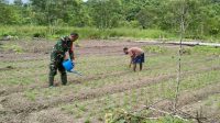 Sukseskan Ketahanan Pangan Babinsa Fakfak Timur Dampingi Para Petani