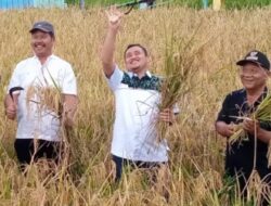 Lambaikan Tangan Ke Angkasa,Plt Bupati Pemalang Gembira Hadiri Panen Raya