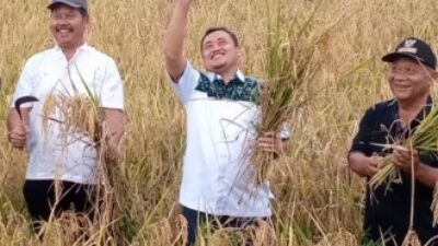 Lambaikan Tangan Ke Angkasa,Plt Bupati Pemalang Gembira Hadiri Panen Raya