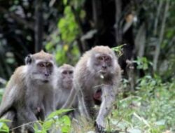Habitat Berkurang Diduga Kelaparan, Segerombolan Monyet Liar Serobot Tanaman Warga