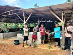 Pengakuan Tegas Kepala Kandang Ternak Lembu Henri Sei Lekop