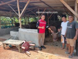 Tok! Camat Cek Lokasi Peternakan Lembu Henri di Sei Lekop