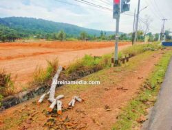 Memanas, Dugaan Aksi Liar Penebangan Pohon di Tepi Jalan KM 22 Gunung Lengkuas