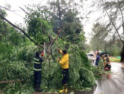 Hujan Deras Disertai Angin Kencang di Batam, Pohon Tumbang Timpa Rumah Warga