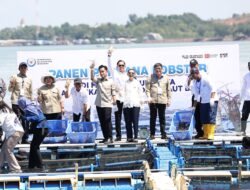 Wapres Gibran Panen Perdana Lobster di Batam, Hasil Capai 1,7 Ton