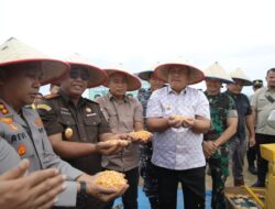 Panen Raya Jagung di Asahan, Polres dan Forkopimda Dorong Swasembada Pangan