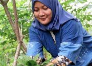 Alfira Oktaviani Lindungi Kulit Kayu Lantung dengan Ecoprint di Bengkulu