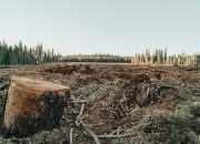 “Forests Must Be Protected”: Global Efforts Falling Short of 2030 Goal