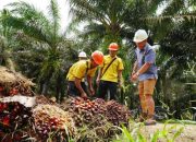 CSRA Pastikan Wilayahnya Bukan Kawasan Hutan