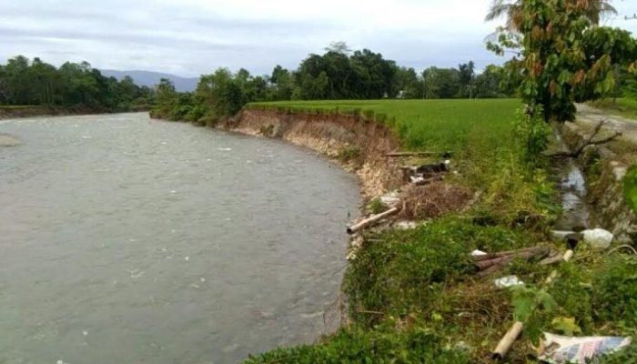 Rencana Buka Lahan Akibatkan Warga Walenrang Luwu Tewas Terbakar Saat Sujud