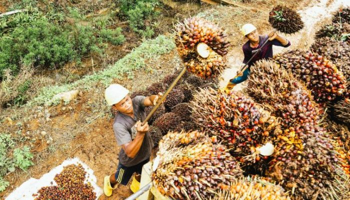 PALMEX Medan 2025: Transformasi Industri Sawit Digelar Kembali