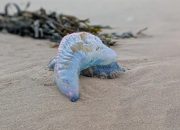 Urgent Warning as Deadly Portuguese Man O’War Washes Ashore in UK