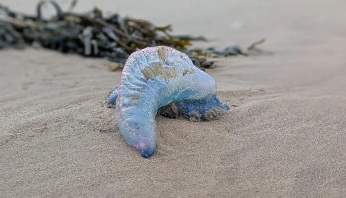 Urgent Warning as Deadly Portuguese Man O’War Washes Ashore in UK