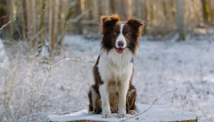 This 2-Year-Old Girl’s Life Was Saved by a Brave Dog