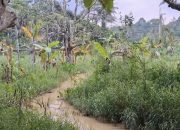 Lumpur Abu-abu Mengancam Tanaman Petani di Samarinda