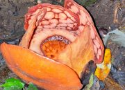 Solusi Perlindungan Bunga Langka Rafflesia hasseltii