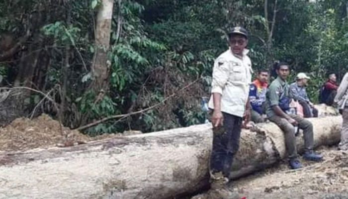 KDM Akan Terbitkan Larangan Penebangan Hutan di Jabar, Ajak Pengambil Keputusan Bertobat