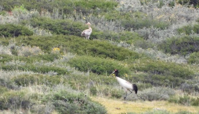 Nepal’s Cranes: A Breeding Breakthrough