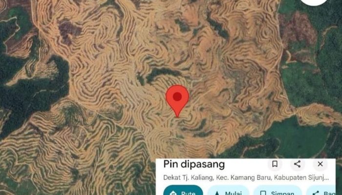 Potensi Rugikan Negara Rp 175 T: Sektor Kehutanan Terancam