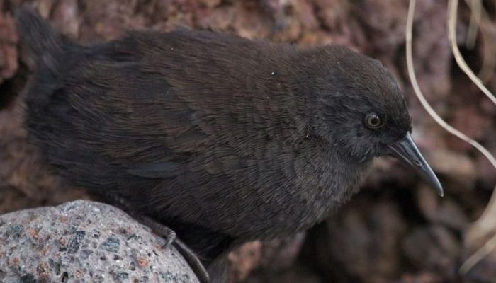 Rahasia Kehidupan Burung Tanpa Sayap di Pulau Atlantik Terpencil