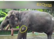 Gajah Mason Park Dicoreti Cat, Lirabica Murka