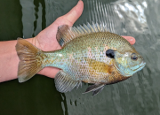 Ikan Matahari Amerika: 5 Spesies Lepomis Unik
