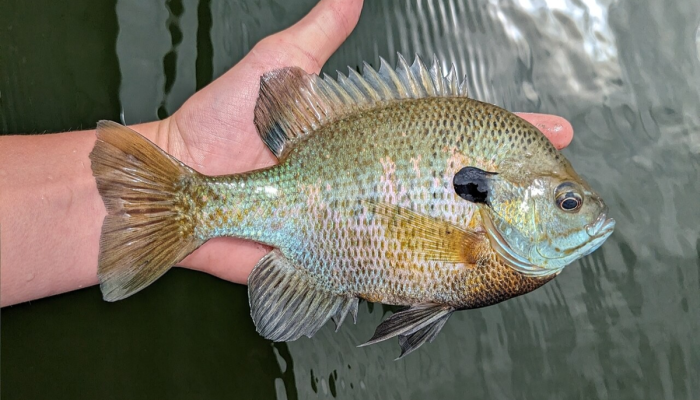 Ikan Matahari Amerika: 5 Spesies Lepomis Unik
