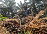 Sawit Butuh Aturan Jelas di Tengah Tata Ulang Hutan