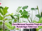 Teknik Jitu Merawat Robusta Tropis