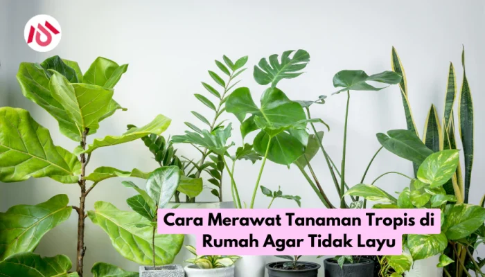 Teknik Jitu Merawat Robusta Tropis