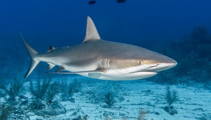 7 Ikan Berbahaya: Merkuri Tersembunyi di Piring Anda!