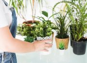 Feng Shui: 3 Tanaman Hias Pantangan di Rumah