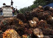 POPSI: Risiko Pemasaran Sawit Lahan Sitaan Negara