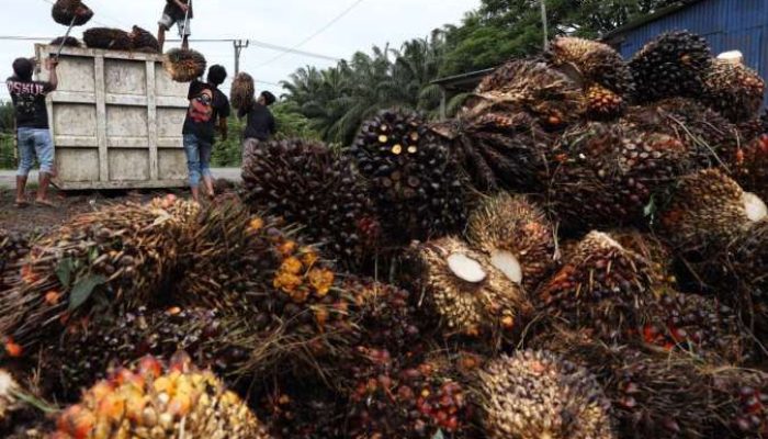 POPSI: Risiko Pemasaran Sawit Lahan Sitaan Negara