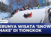 Salju Ular Tiongkok: Magnet Wisata Musim Dingin Kompas Pagi