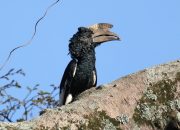 5 Fakta Unik Burung Enggang Berjambul Hitam, Sang Penyebar Benih Hutan Afrika