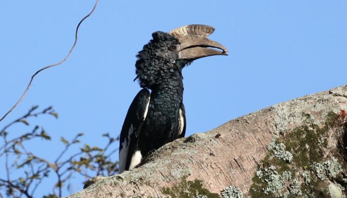 5 Fakta Unik Burung Enggang Berjambul Hitam, Sang Penyebar Benih Hutan Afrika
