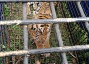 Harimau Gentayangan di Senyerang, Warga Minta BKSDA Jambi Sigap