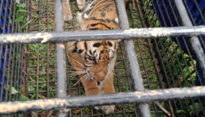 Harimau Gentayangan di Senyerang, Warga Minta BKSDA Jambi Sigap