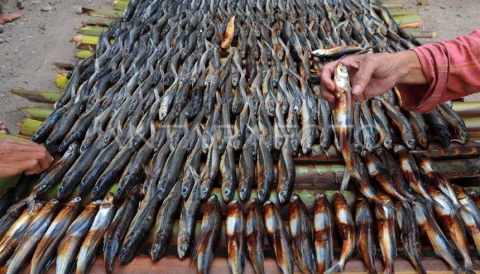 Melihat produksi ikan asap khas Kotabaru Kalsel, Maje selalu pantau tingkat kematangan