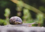 Garam: Senjata Mematikan Siput