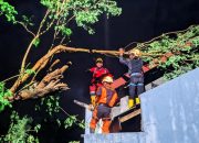 Pohon Tumbang Massal Sleman Akibat Badai
