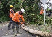 Pohon 10 Meter Tumbang Timpa Jalan di Sibetan Bali Dini Hari