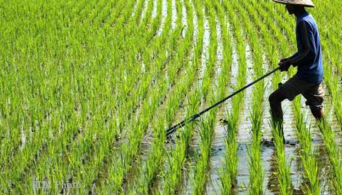 Hotspot Riau Tertinggi Kedua: Bengkalis & Meranti Terpanas