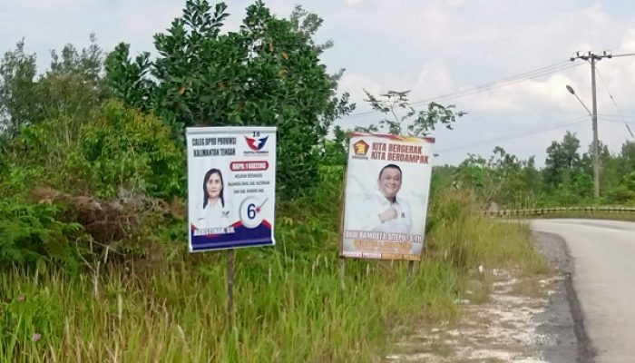 Malang Hijaukan Soekarno Hatta: Ratusan Tabebuya Hiasi Jalan