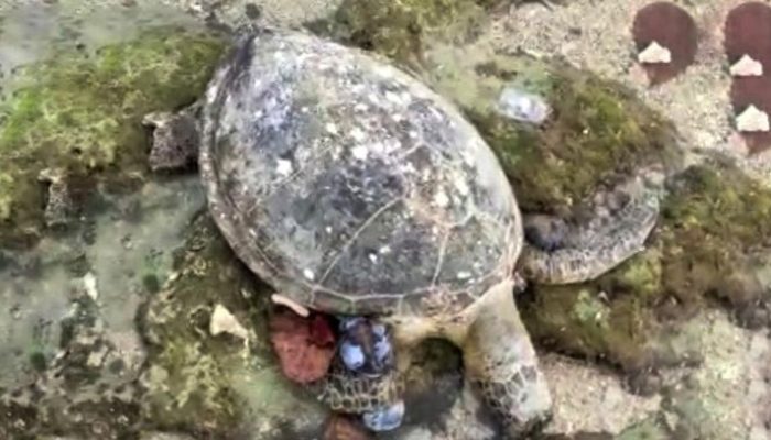 Perampokan Brutal: Wisatawan Diserang Saat Berkemah di Pantai Cibuaya