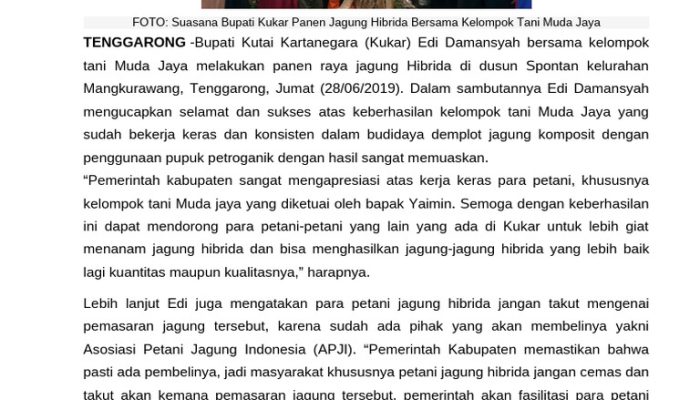 Bupati Malteng Ikut Panen Jagung Hibrida 3 Hektar dari BUMNEG Tehoru